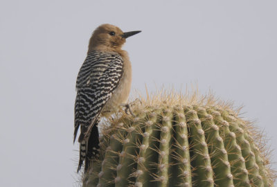 Gila Woodpecker Female  0312-1j  Papago Park, AZ