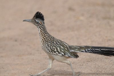 Roadrunner 0312-1j Papago Park, AZ