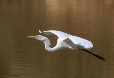 Great Egret  0312-1j  Gilbert, AZ