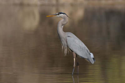 Great Blue Heron 0312-2j Gilbert, AZ
