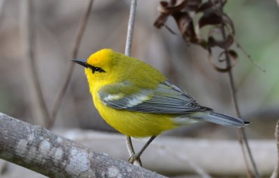 Blue-winged Warbler  0412-1j  Mustang Island, TX