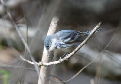 Cerulean Warbler  0412-7j  Mustang Island, TX