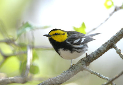 Golden-cheeked Warbler  0412-3j  Bandera County, TX