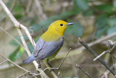 Prothonotary Warbler  0412-2j  High Island, TX