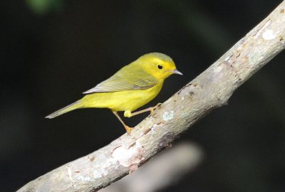 Wilson's Warbler Female 0412-3j  High Island, TX