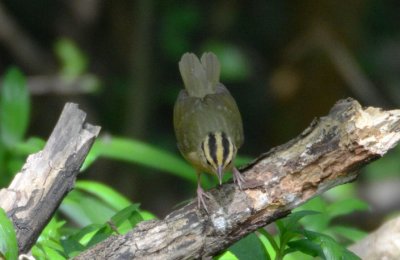 Worm-eating Warbler  0412-6j  High island, TX