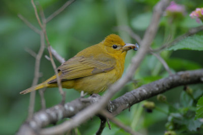 Summer Tanager Female 0412-3j  Galveston Island, TX