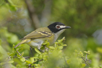 Black-capped Vireo  0412-5j  Bandera County, TX