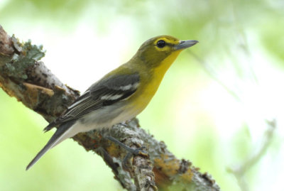 Yellow-throated Vireo  0412-2j  Bandera County, TX