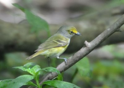 White-eyed Vireo  0412-4j  High Island, TX