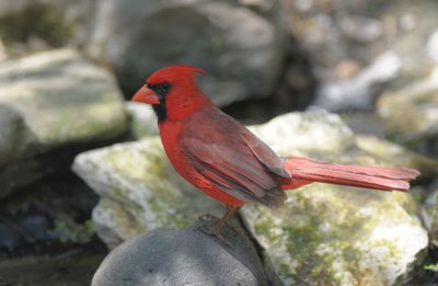 Northern Cardinal 0412-2j  Santa Ana NWR,TX