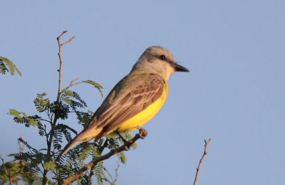 Couch's Kingbird  0412-1j  Chachalaca Bend, TX