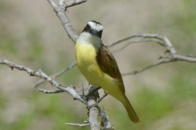 Great Kiskadee  0412-2j  Sabal Palms, TX