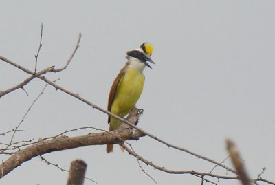 Great Kiskadee  0412-5j  Santa Ana NWR, TX