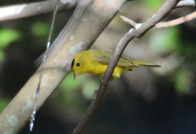 Wilson's Warbler 0412-1j  High Island, TX