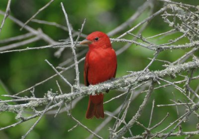 Summer Tanager 0412-1j  Galveston Island, TX