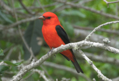 Scarlet Tanager  0412-3j  Galveston Island, TX