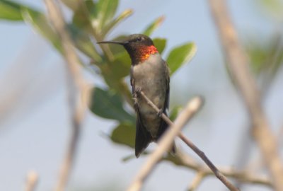 Ruby-throated Hummingbird  0412-3j  Mustang Island, TX
