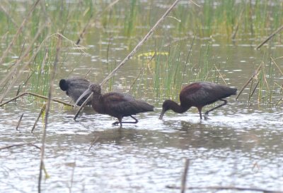 White-faced Ibis  0412-1j  Santa Ana NWR, TX