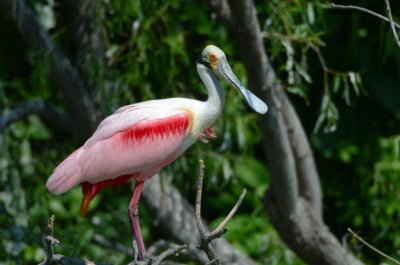 Roseate Spoonbill  0412-6j  High Island, TX