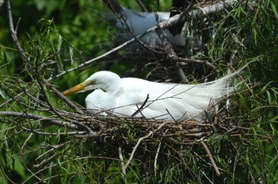 Great Egret  0412-6j  High Island, TX