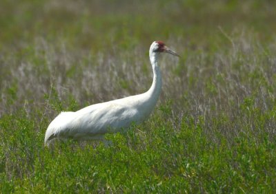 Whooping Crane  0412-1j  Aransas NWR, TX