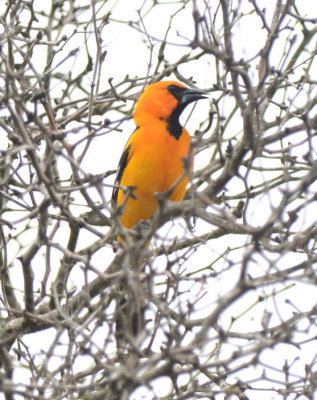 Altamira Oriole  0412-1j  Bensten SP, TX