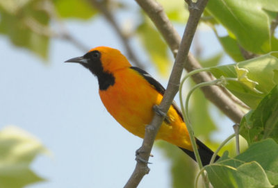 Hooded Oriole 0412-2j  Bandera County, TX