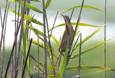 Least Bittern  0412-1j  Anahuac NWR, TX