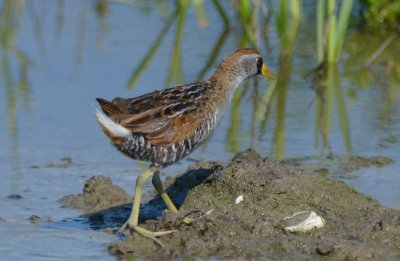 Sora  0412-2j  South Padre Island, TX