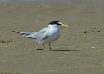 Least Tern  0412-1j  Bolivar Flats, TX