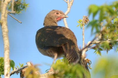 Plain Chachalaca  0412-1j  Chachalaca Bend, TX