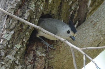 Black-crested Titmouse   0412-2j  Sabal Palms, TX