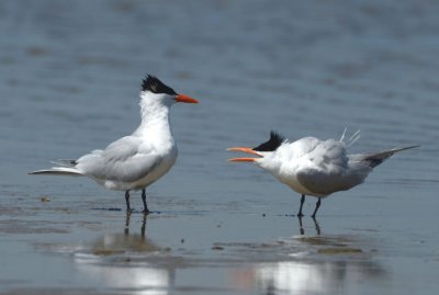 Royal Tern  0412-1  Bolivar Flats, TX