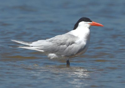 Royal Tern  0412-2j  Bolivar Flats, TX