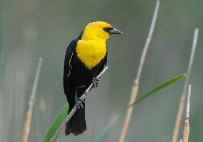 Yellow-headed Blackbird  0512-2j  Sportsman's Park