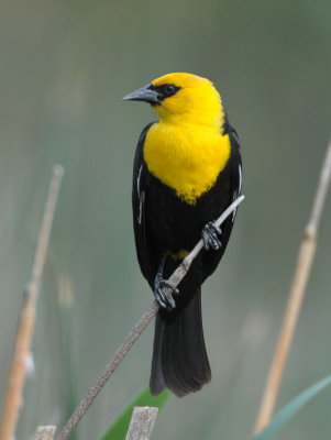 Yellow-headed Blackbird  0512-3j  Sportsman's Park