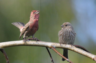 House Finches Courting  0512-2j  Yard