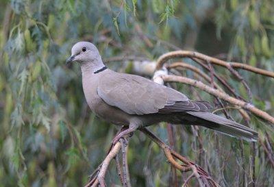 Eurasian Collared Dove  0612-2j  Yard