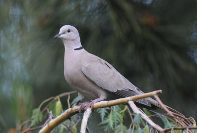 Eurasian Collared Dove  0612-3j  Yard