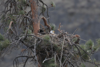 Bald Eagle Nest  0512-1j  Yakima Canyon