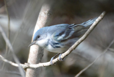 Cerulean Warbler  0412-6j  Mustang Island