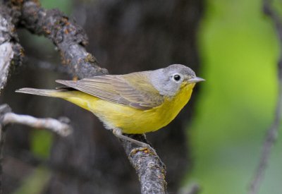 Nashville Warbler 0612-1j  Oak Creek