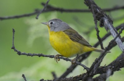 Nashville Warbler 0612-3j  Oak Creek