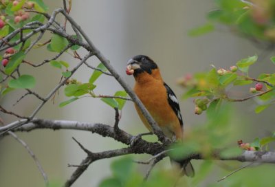 Black Headed Grosbeak 0712-1j  Oak Creek