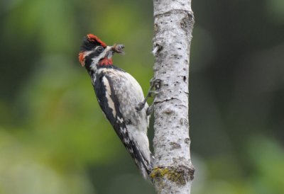 WOODPECKERS