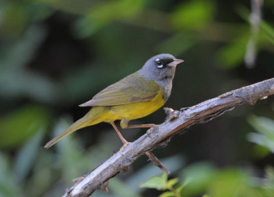 MacGillivray's Warbler 0712-2j  Wenas