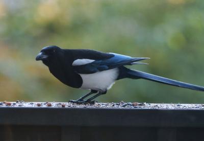 Black-billed Magpie 1105-1j Yard
