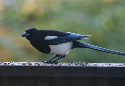 Black-billed Magpie  1105-1j  Yard