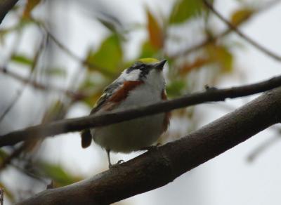 Chestnut Sided Warbler  0506-1j  Point Pelee